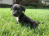 Little Inez H