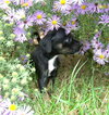 Little Inez H