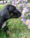 Little Inez H