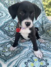 Heidi