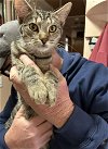 adoptable Cat in nashville, TN named Jesse