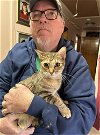 adoptable Cat in nashville, TN named Faye