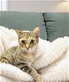 adoptable Cat in nashville, IL named Faye