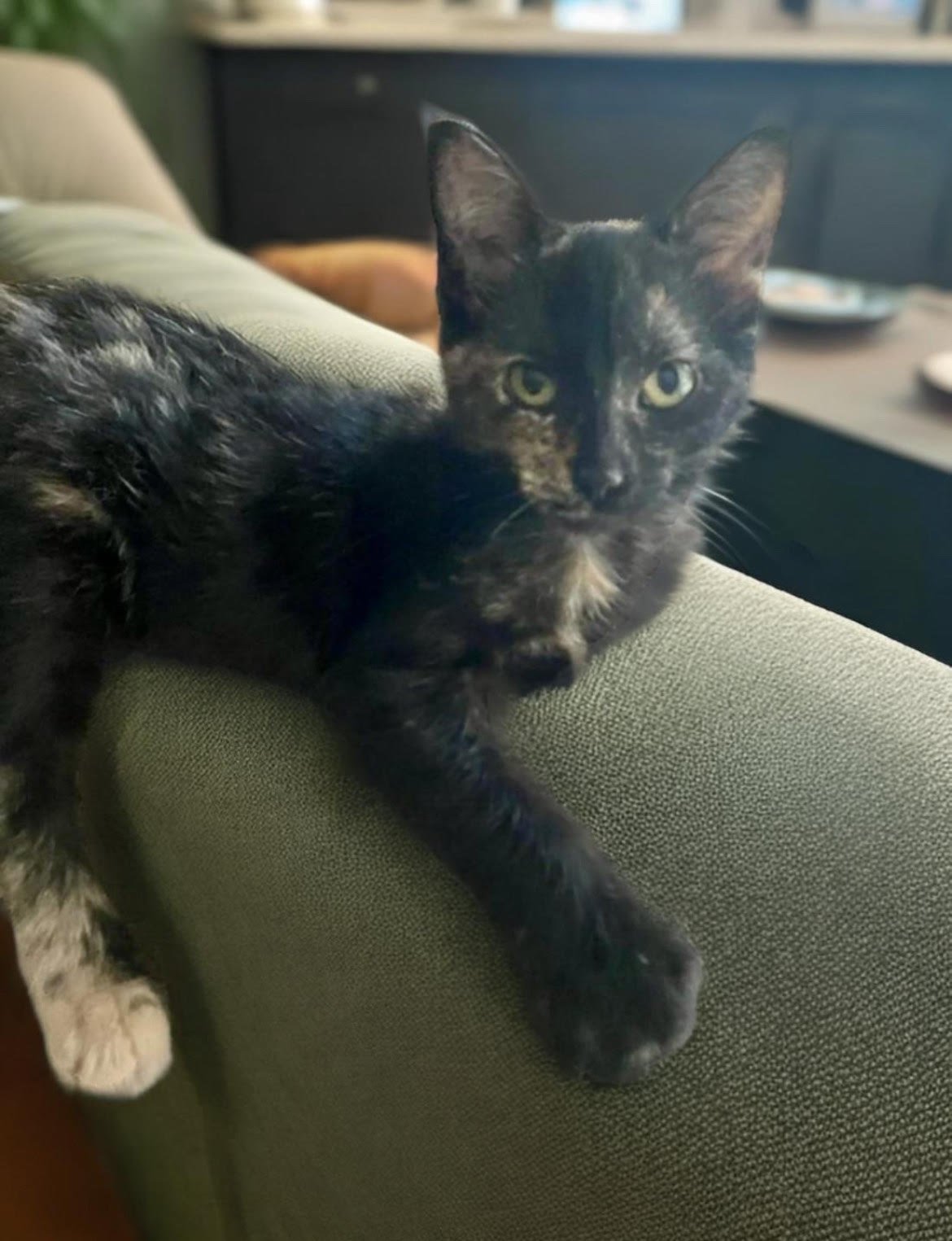 adoptable Cat in Nashville, TN named Joy