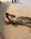 Linus Squeaky