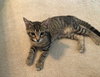Linus Squeaky