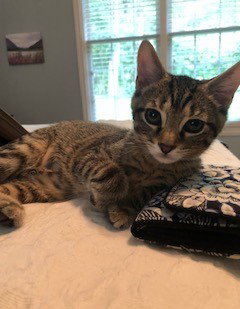 Linus Squeaky