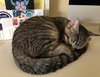 Linus Squeaky