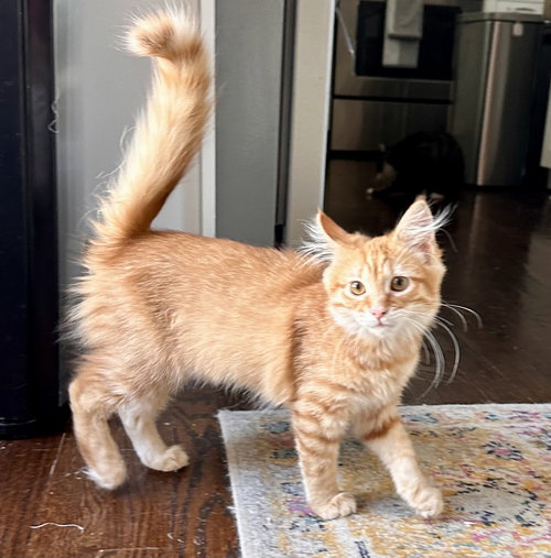 Finley