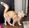 Finley