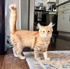 Finley