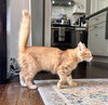 Finley