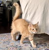 Finley