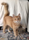 Finley