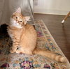 Finley