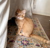Finley