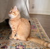 Finley