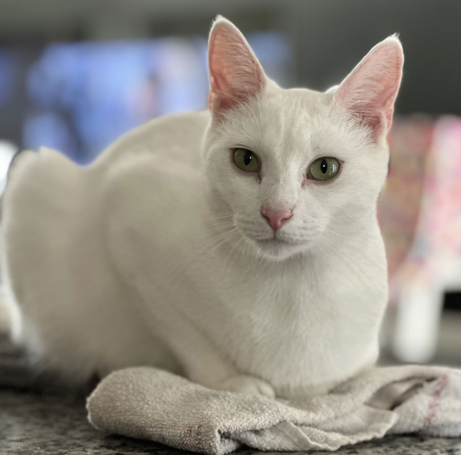 adoptable Cat in Nashville, TN named Tahani