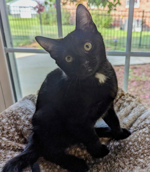 Loki
