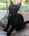 Loki