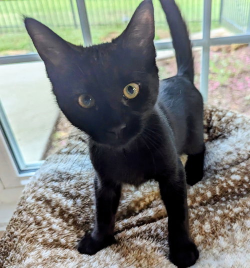 Pepper