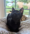 Pepper