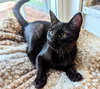 Pepper