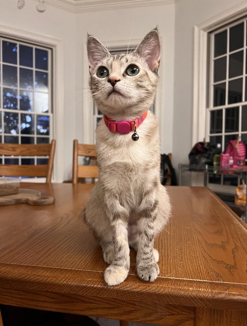 Pearl