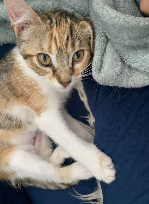 Maggie