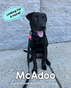 McAdoo