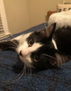 Titus