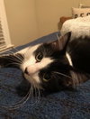Titus