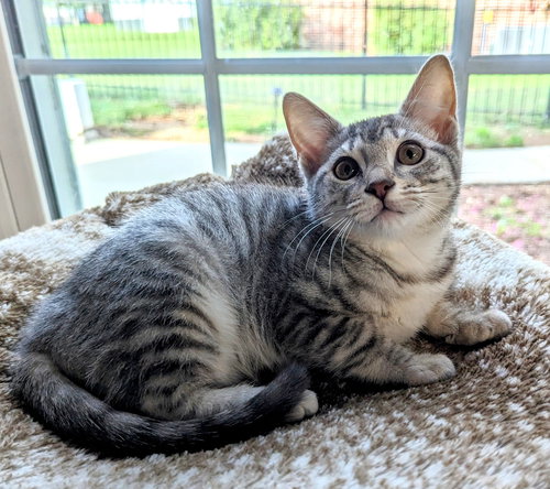 Amelia