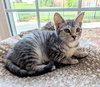 Amelia