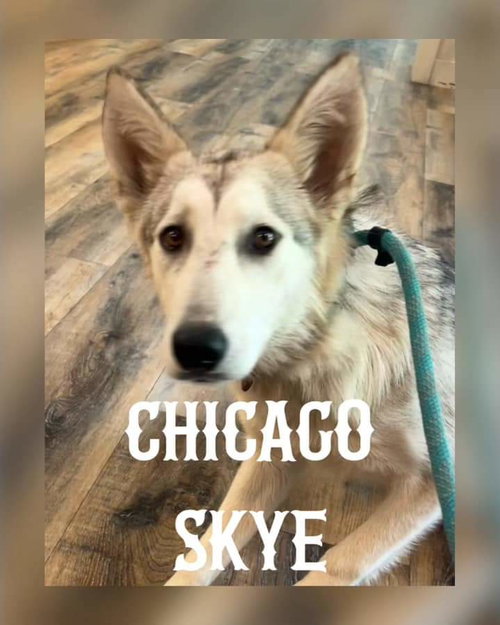 Chicago Skye