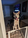 Chicago Skye