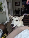 Chicago Skye
