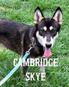 Cambridge Skye