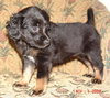 Penny H