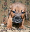 Wilbur H