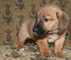 Wilbur H