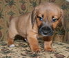Wilbur H
