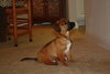 Wilbur H