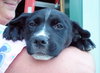 Pia