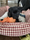 Winston