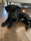 Winston