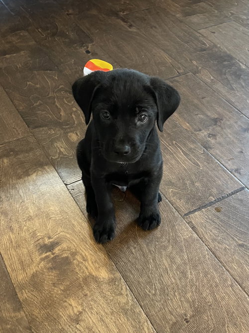 Winston