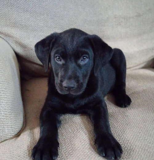 Tucker