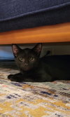 Archie