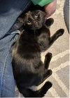 Archie